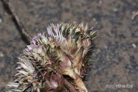 Lepidagathis trinervis flower8.jpg